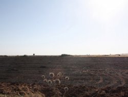 Tarlada yangın çıktı