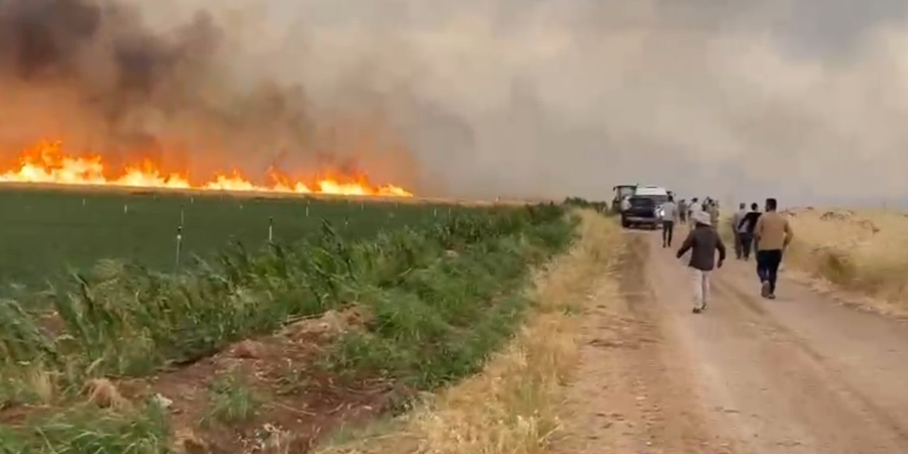 Çınar'da 150 dönüm ekili alan yandı