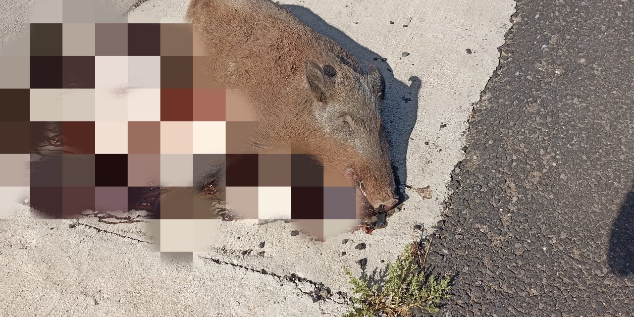 Çınar'da yol kenarında ölü 2 domuz bulundu