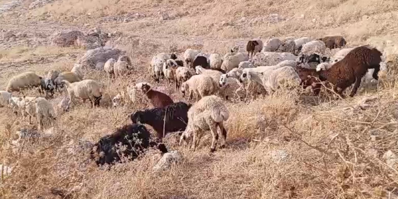 Çınar ve Mazıdağı'ndaki yangında etkilenen ailelere halktan küçük baş hayvan yardımı