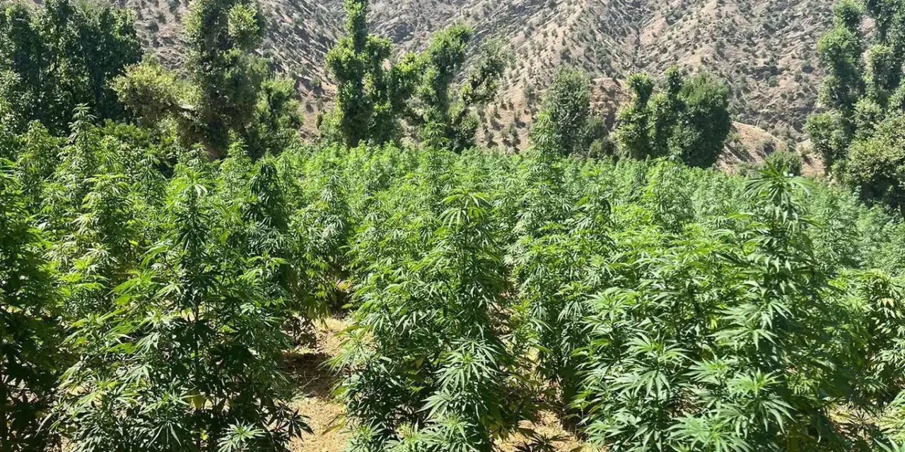 Lice'de 10 bin kök kenevir ele geçirildi: 3 gözaltı