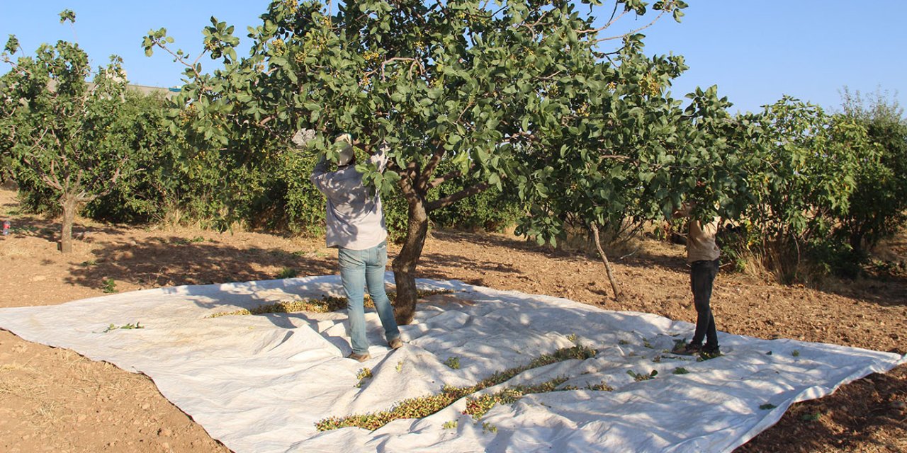 Çınar'da "Yeşil Altın" hasadı başladı