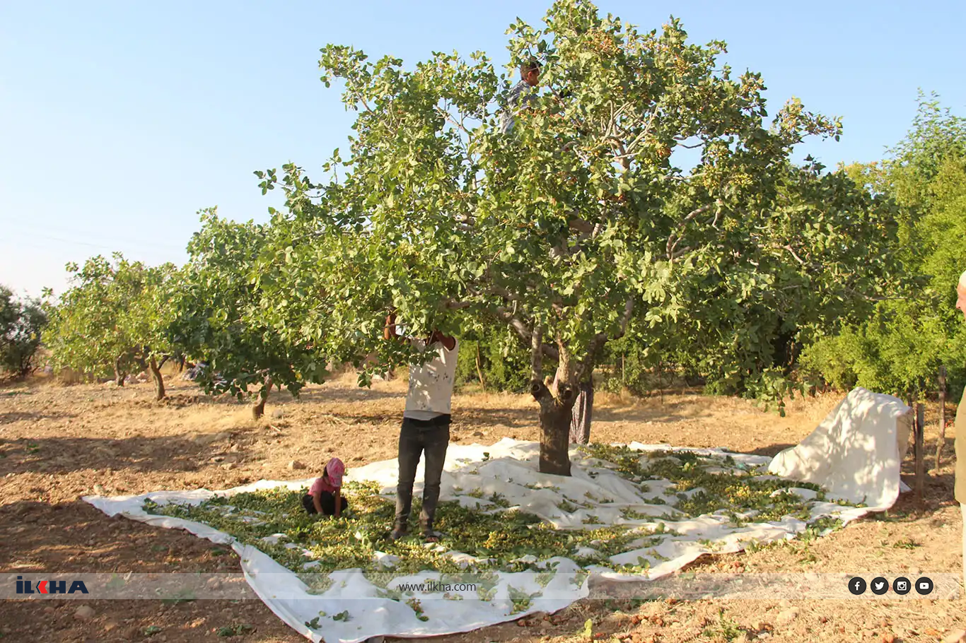 Li Çinara Dîyarbekirê berhevkirina “Zêrê Kesk” dest pê kir