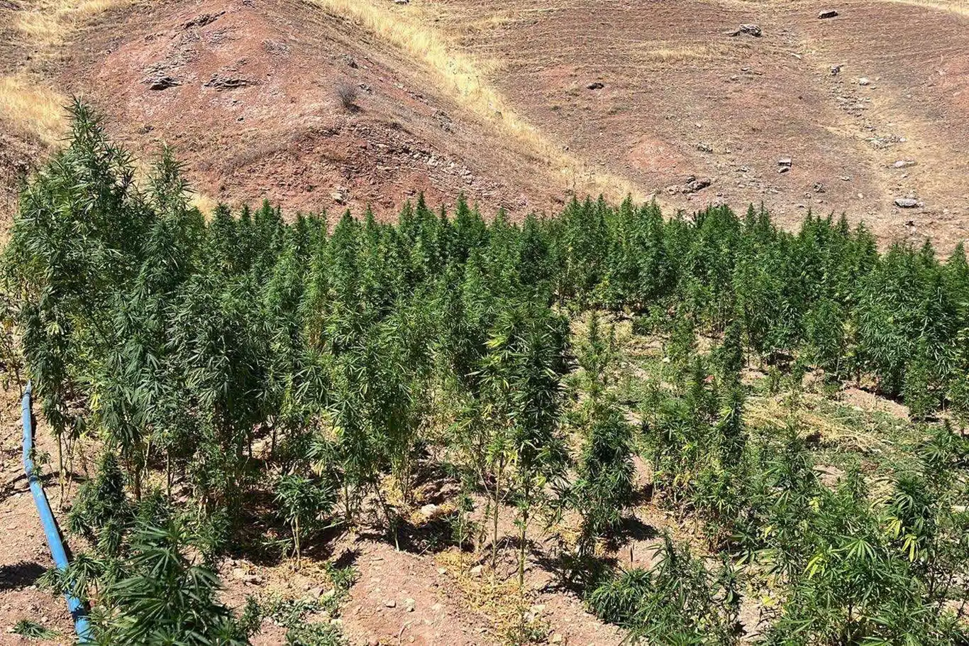 Diyarbakır'da 1 milyon 657 bin kök keneviri ve skunk bitkisi ele geçirildi