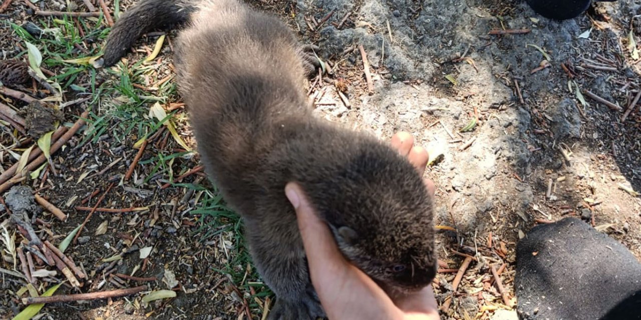 Çınar'da buldukları yavru su samurunu balıkla beslediler