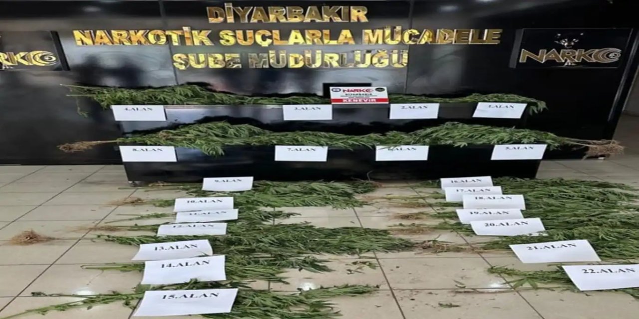 Diyarbakır Hevsel bahçelerinde 7 bin adet kök Hint keneviri ele geçirildi