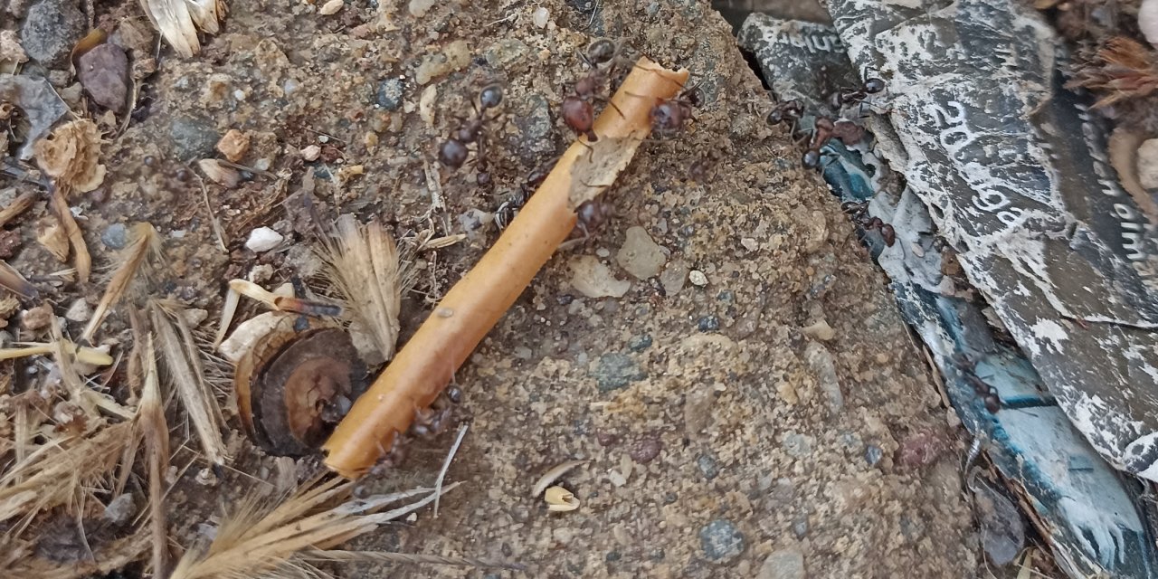 Karıncanın kendinden 10 kat daha büyük çubuk krakeri taşıdı