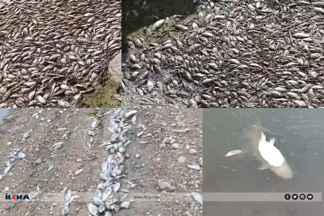 Batman'da toplu balık ölümleri endişelendiriyor