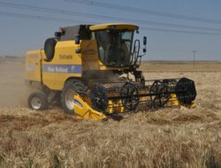 Hasat çiftçiye bayram ettirdi