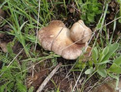 Mantara gitti para dolu cüzdanını kaybetti