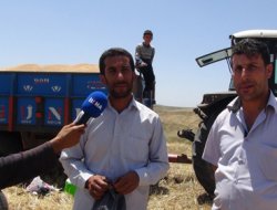 Silvan'da yılın ilk hasat dönemi başladı