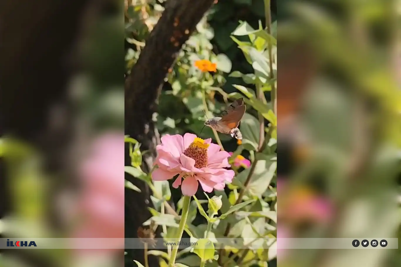 Sinek kuşu şahin güvesinin polen toplama anı, doğanın eşsiz güzelliklerini ortaya koyuyor