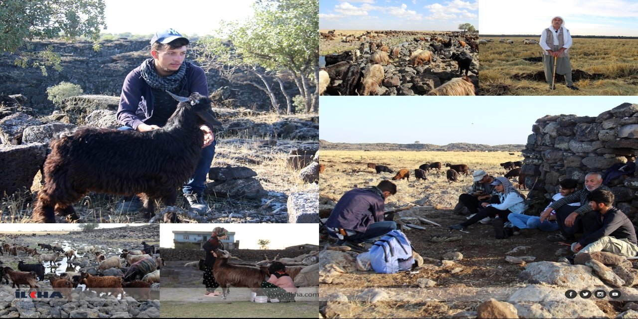 Karacadağ'da çoban olmak…