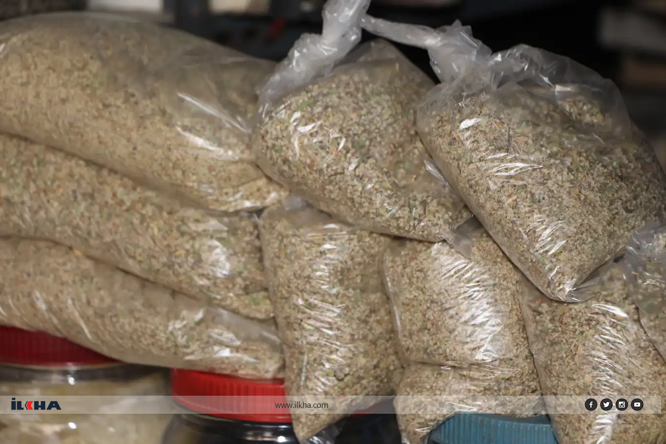 Dört mevsim tüketilen Mardin’in endemik bitkisi: İkşut otu