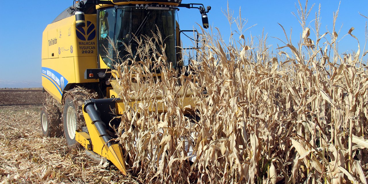 Çınar'da çiftçiler 2'nci mısır hasadından beklenen verimi alamadı