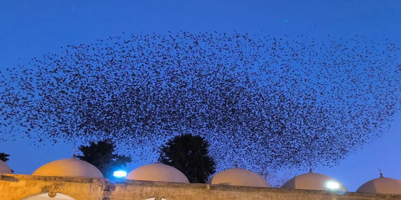 Kuşların muhteşem gösterisi