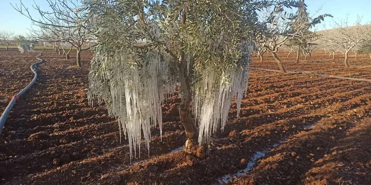 Urfa’da sıcaklık sıfırın altına düştü, ağaçlar kırağı tuttu