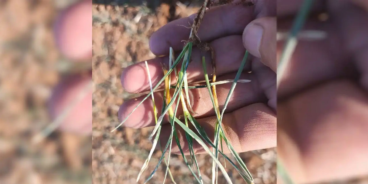 Urfa'da kuraklık kapıda baraj suyu erken bırakılsın