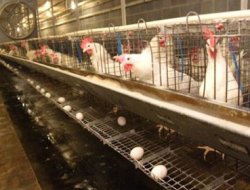 Kümes hayvancılığı üretim oranları açıklandı