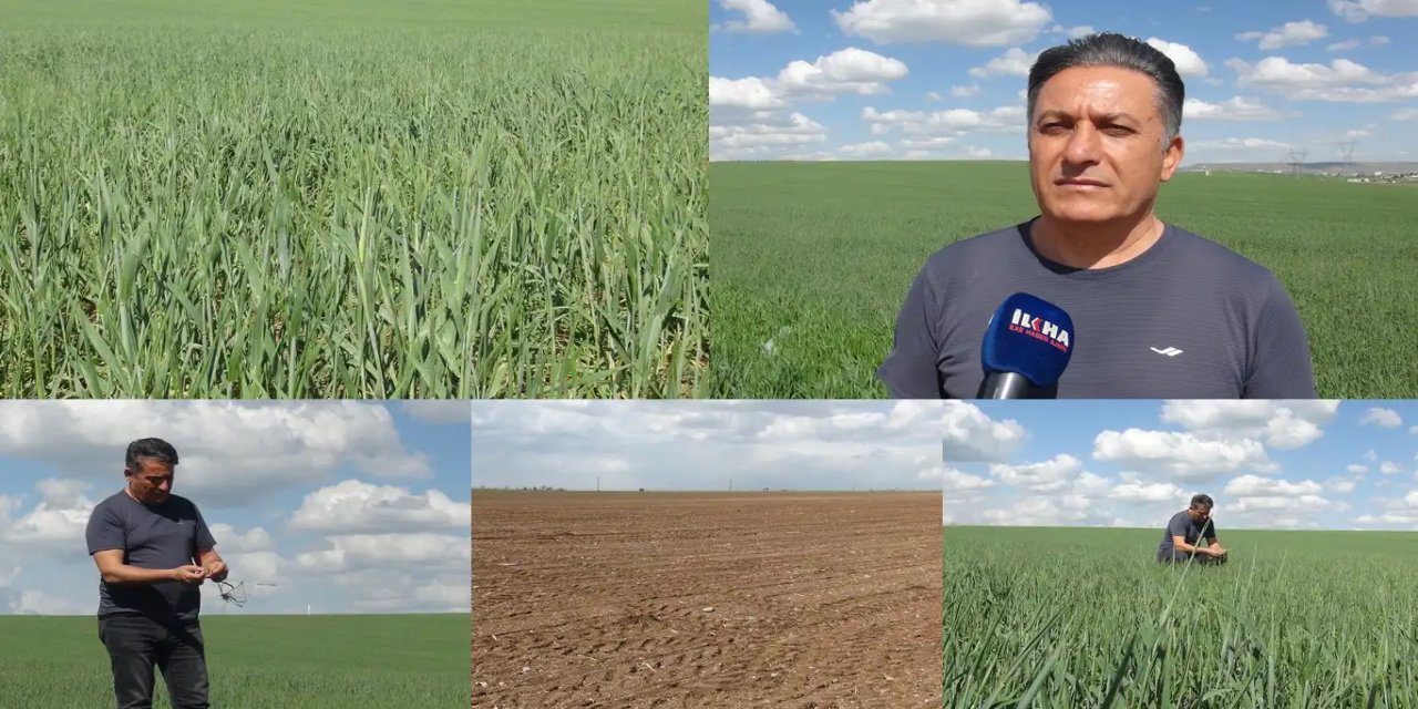 Batman'da kuraklık alarmı: Buğdayda verim kaybı ve saman sıkıntısı kapıda