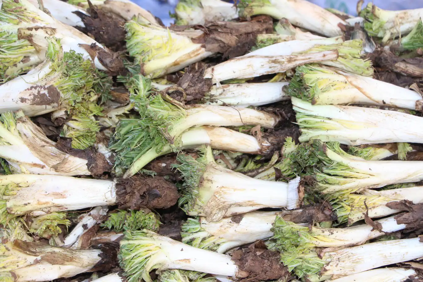 Mardin’in Kızıltepe ilçesinde kenger tezgahlardaki yerini aldı