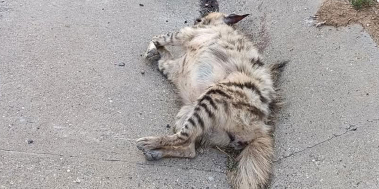 Birecik Arat Dağı mevkiinde aracın çarptığı çizgili sırtlan telef oldu