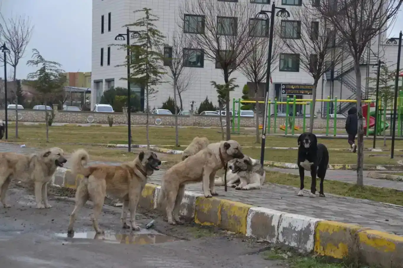 Zilamekî ji ber êrîşa kûçikên beredayî canê xwe ji dest da