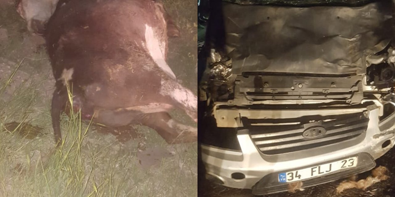Çınar'da hafif ticari araç ineklere çarptı, 1 yaralı