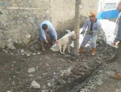 Ağrı'da köpeklere kuduz aşısı çalışmaları başladı