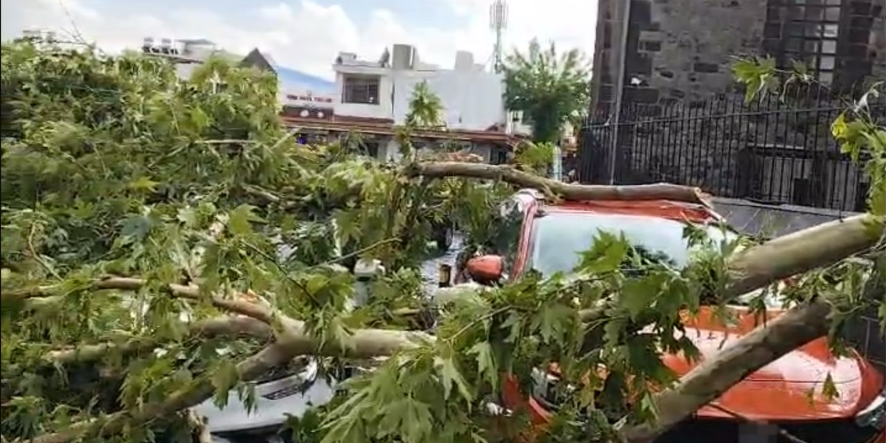 Diyarbakır’da sağanak ağacı devirdi: 3 araç zarar gördü