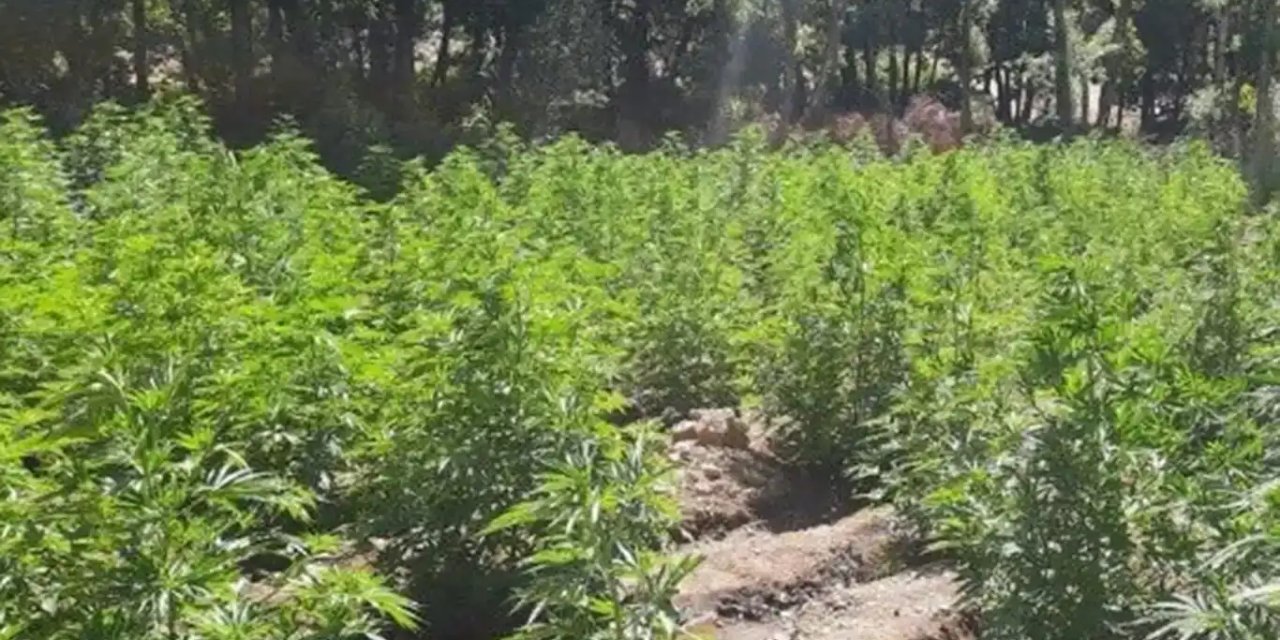 Diyarbakır'da 7 milyon 543 bin 818 kök kenevir ve Skunk ele geçirildi