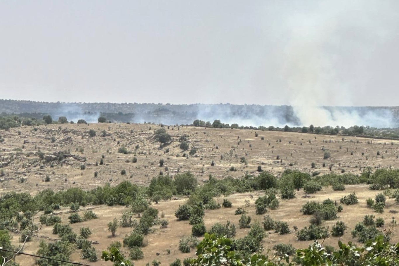 Mardin’in Nusaybin ilçesinde ormanlık alanda yangın çıktı