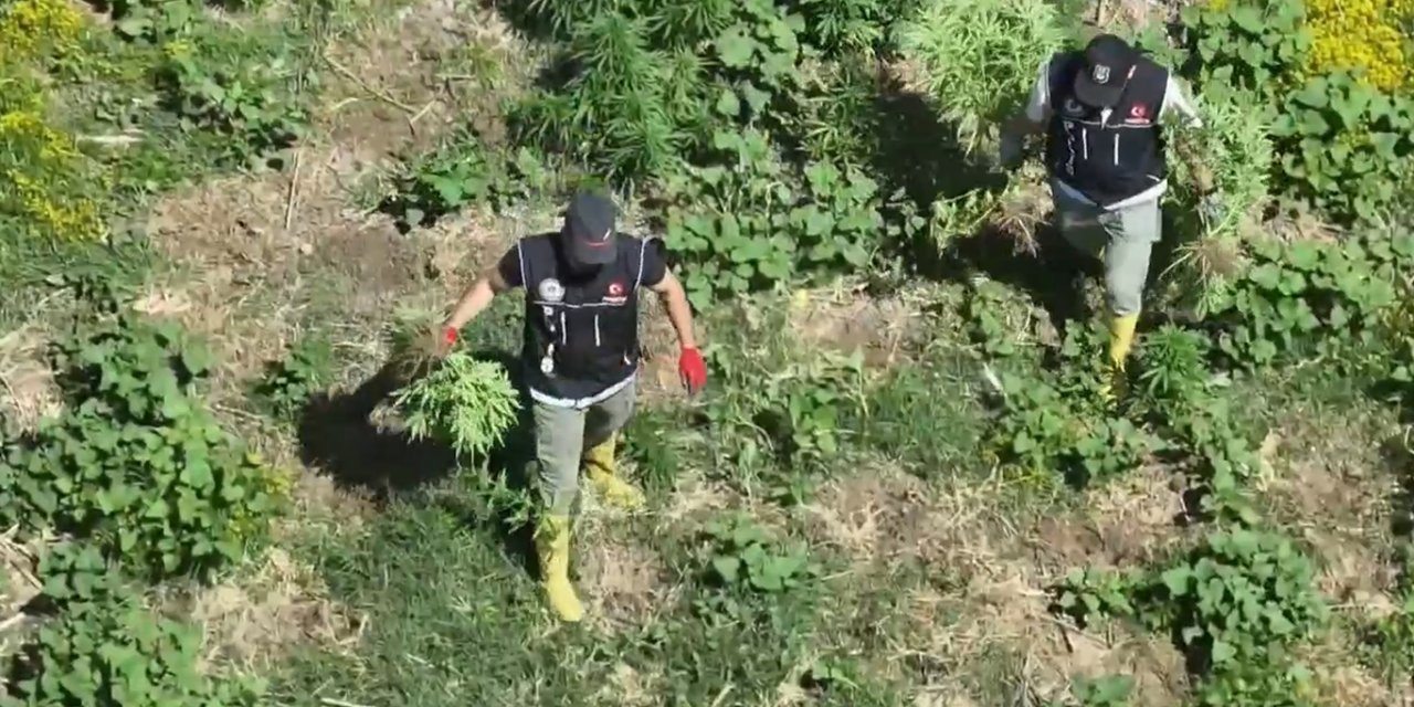 Diyarbakır'da bin 220 adet kök keneviri ele geçirildi
