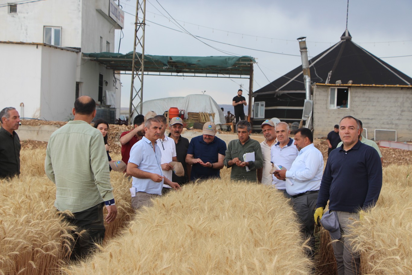 Mardin'de “Tarla Günü” etkinliğinde kuraklığa dayanıklı buğday tanıtıldı