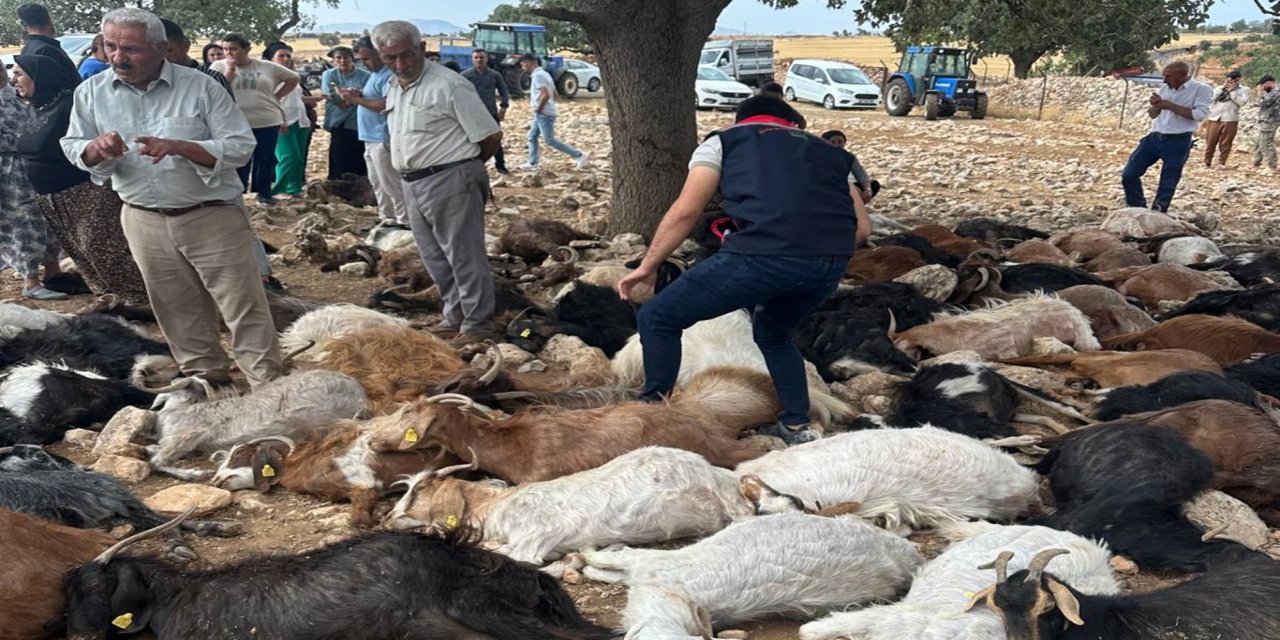 Şırnak'ta yaklaşık 100 küçükbaş hayvan yıldırım düşmesi sonucu telef oldu