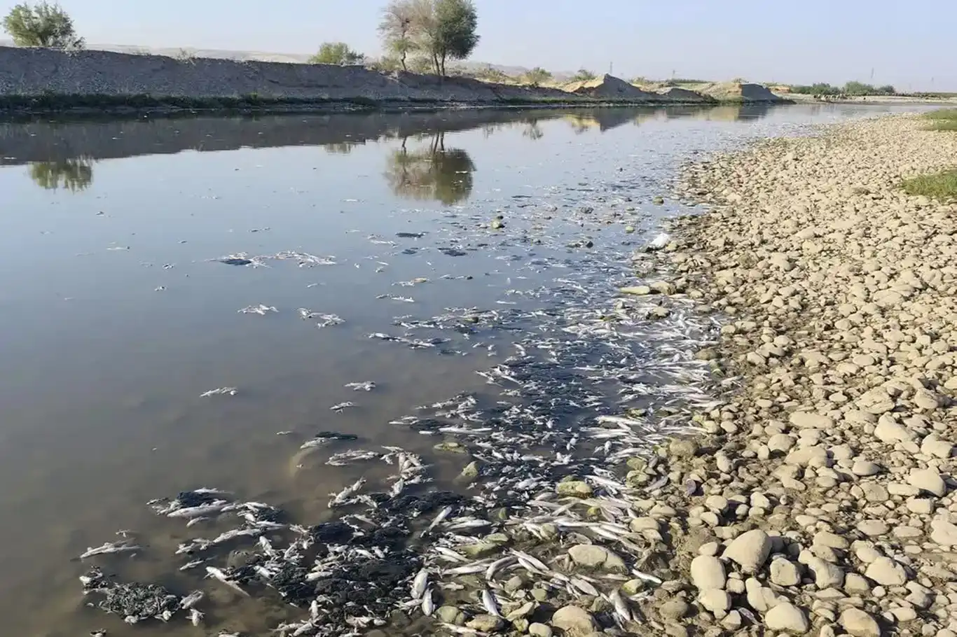 Di Çemê Êlihê de masî dimrin: Baroyê Banga sûcê kir