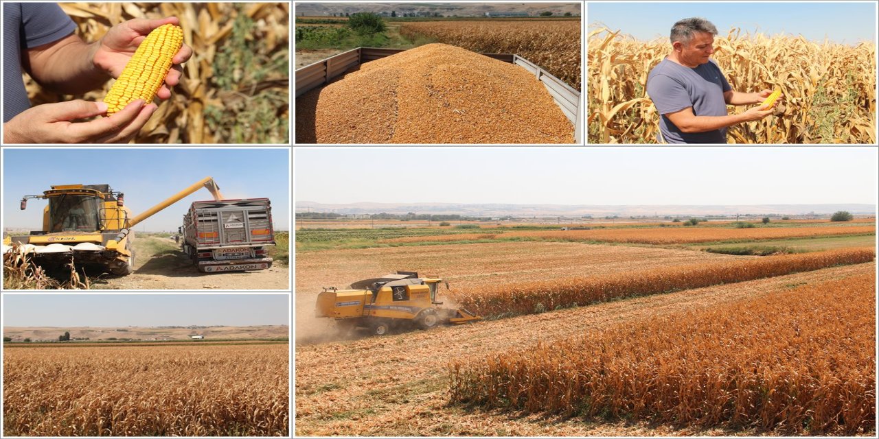 Batman'da mısır hasadı başladı, üretici fiyatlardan şikâyetçi