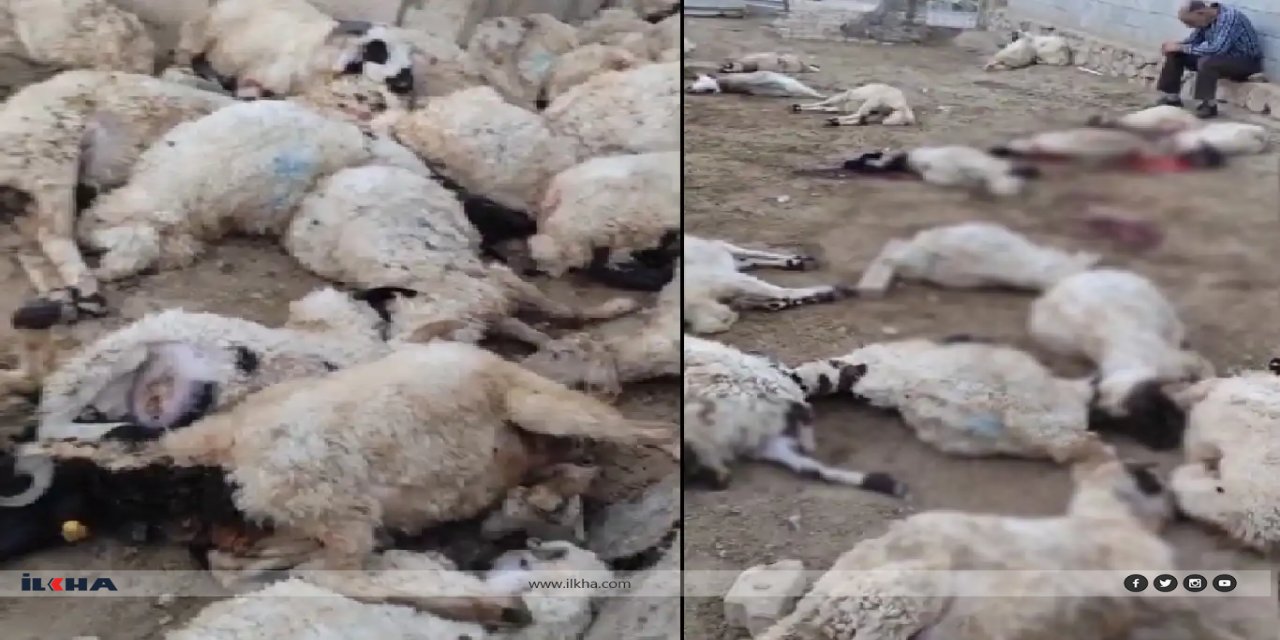 Gurên birçî ketin nav axurekî 111 pezan kuştin