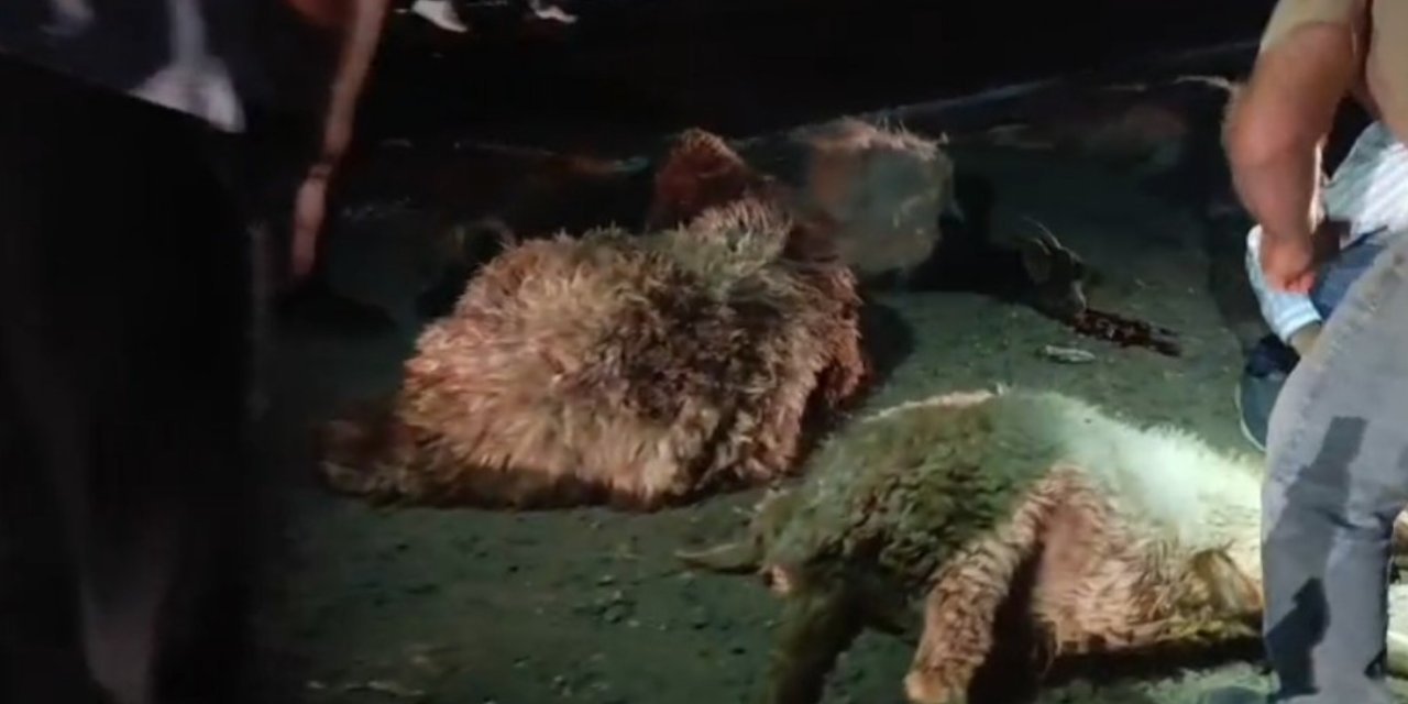 Li navçeya Kerboran a Mêrdînê kamyonetek li keriyek heywanan qelibî û 14 heywan telef bûn.