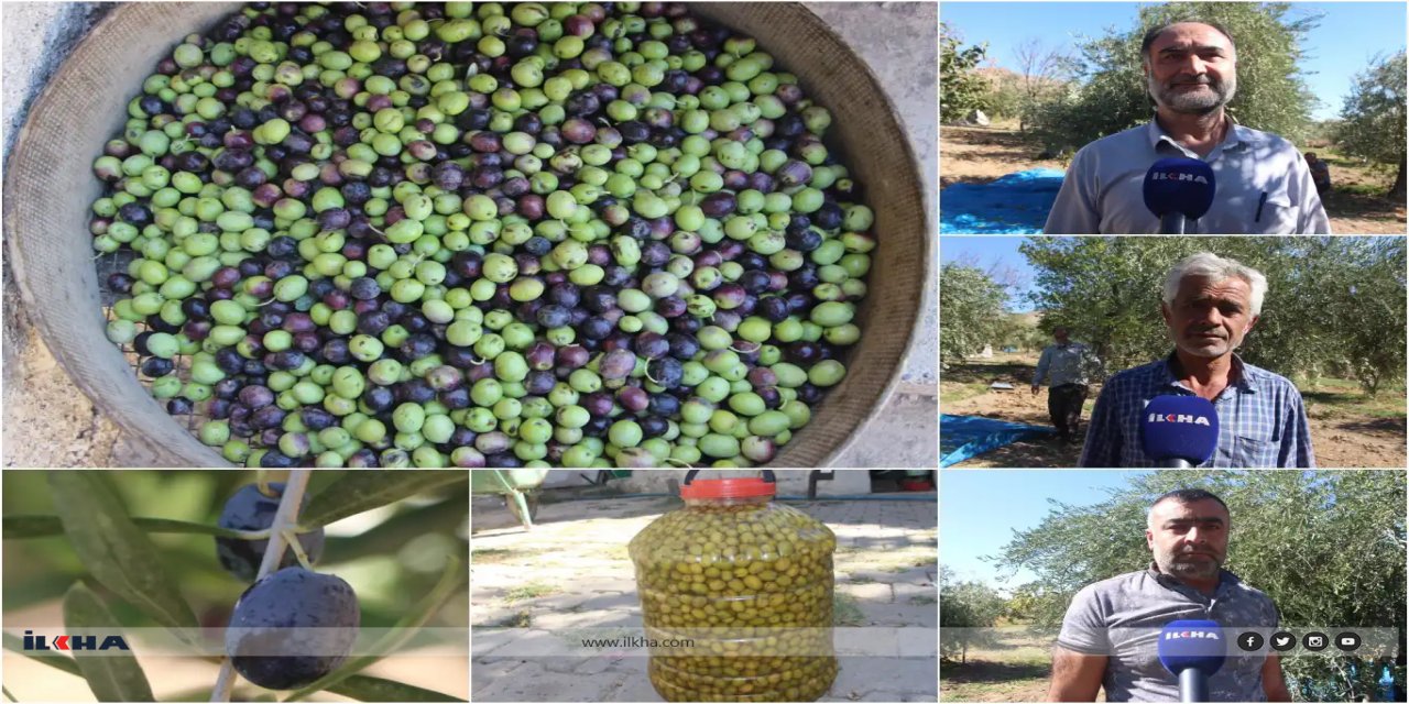 Li navçeya Dêrika Mêrdînê berhevkirina zeytûnan dest pê kir: Hişkahî, rekolteyê kêm kir