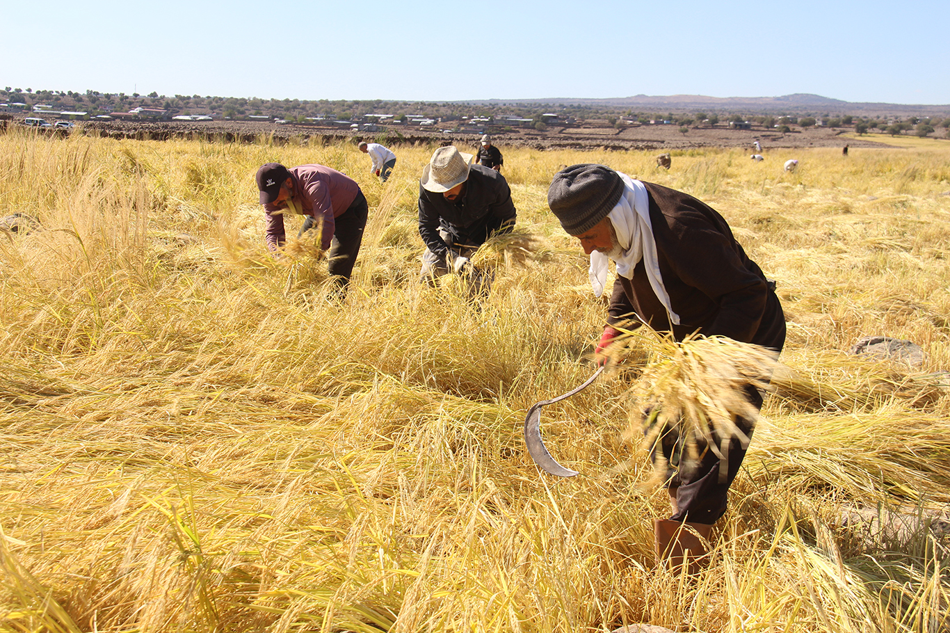 Tehma ku ji Qerejdaxê digihîje sifreyê: Birinca Qerejdaxê