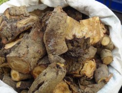 Tansiyon hastalarından uçkun köküne rağbet