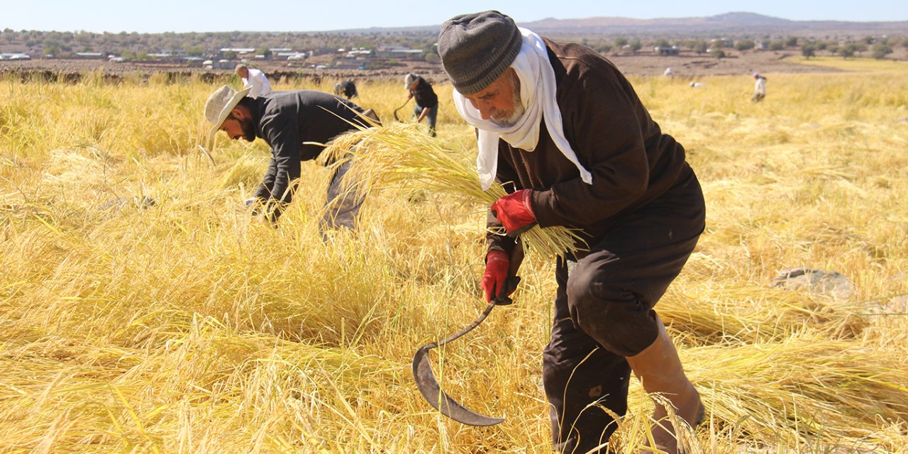 Çınar Karacadağ'dan sofralara uzanan lezzet: Qerejdax Pirinci
