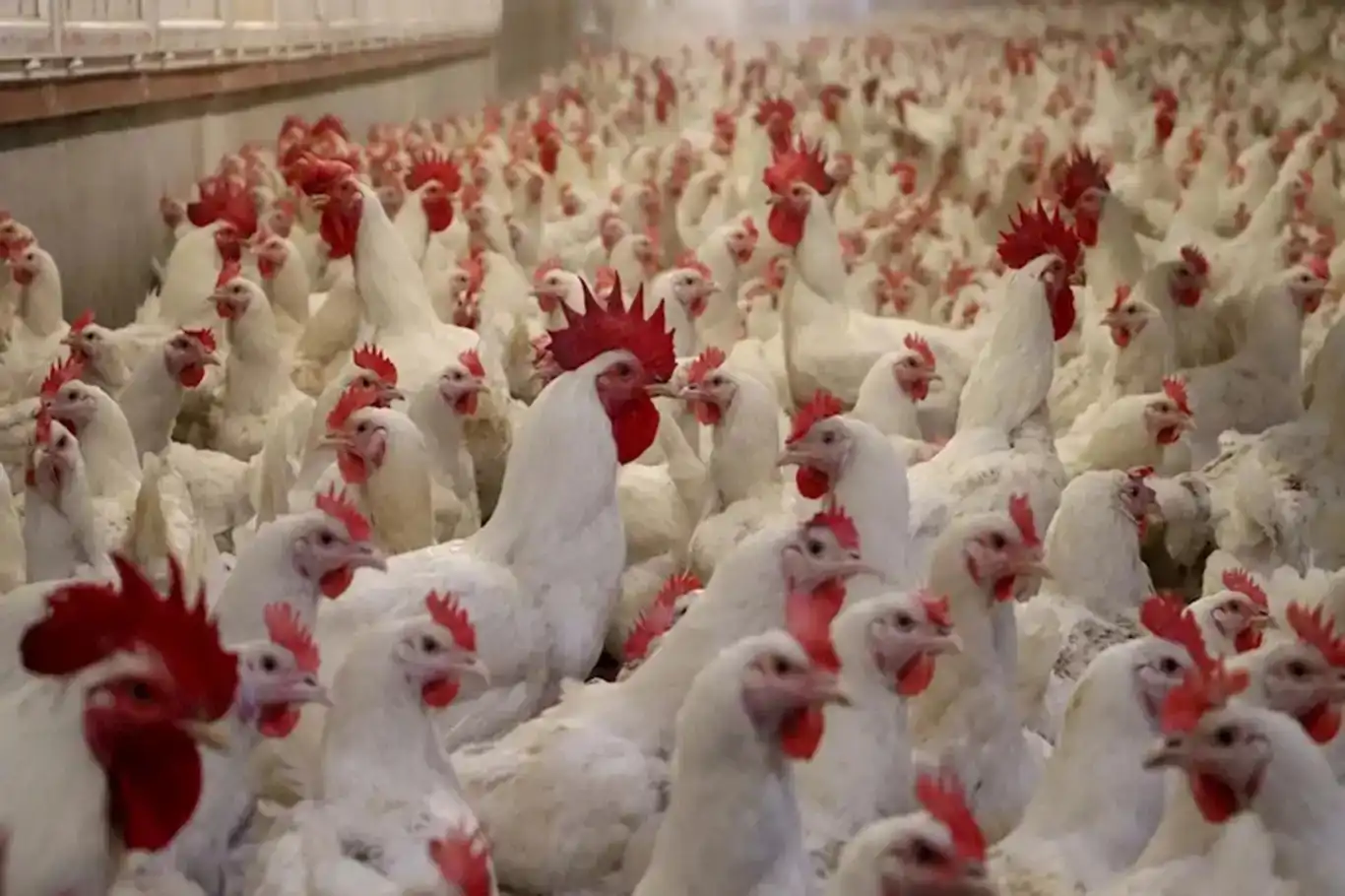 Li Elmanyayê ji ber şoba mirîşkan 400 heywanên balinde hatin telifandin