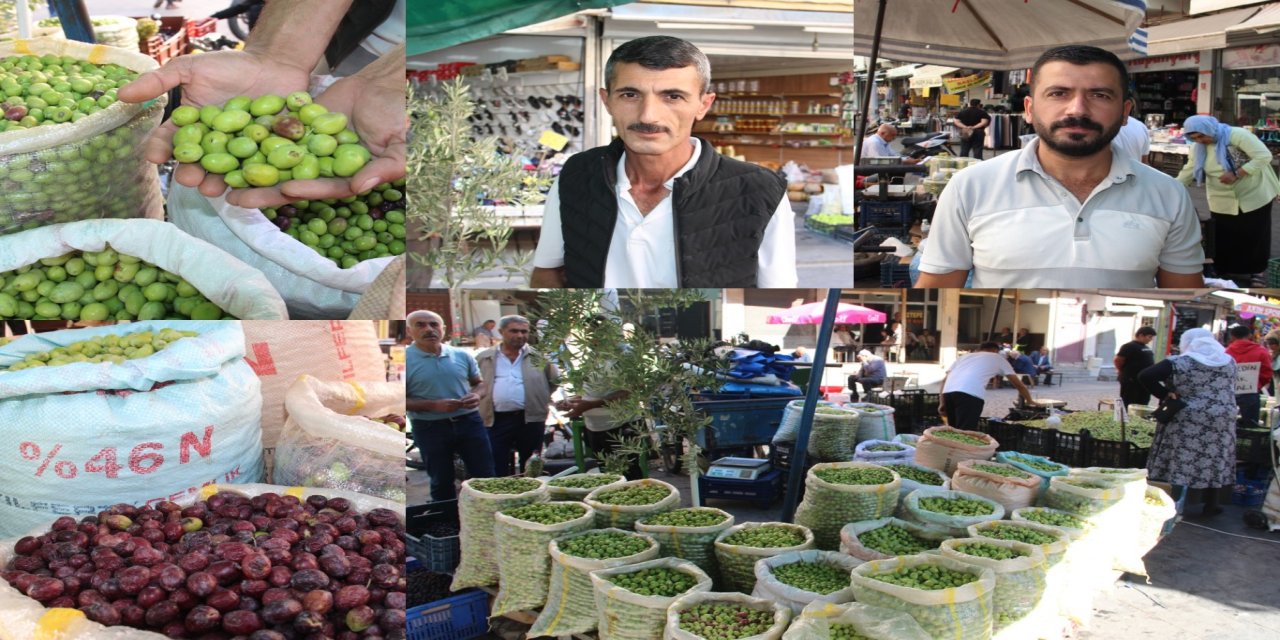 Batman'da kırma yeşil zeytine yoğun ilgi: Hem doğal hem ekonomik