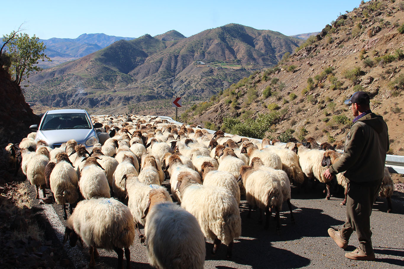 Koçeran dest bi koçberîyê kirin