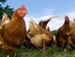 Kuş gribi endişesi