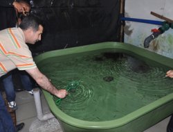 100 bin kırmızı benekli alabalık doğayla buluştu
