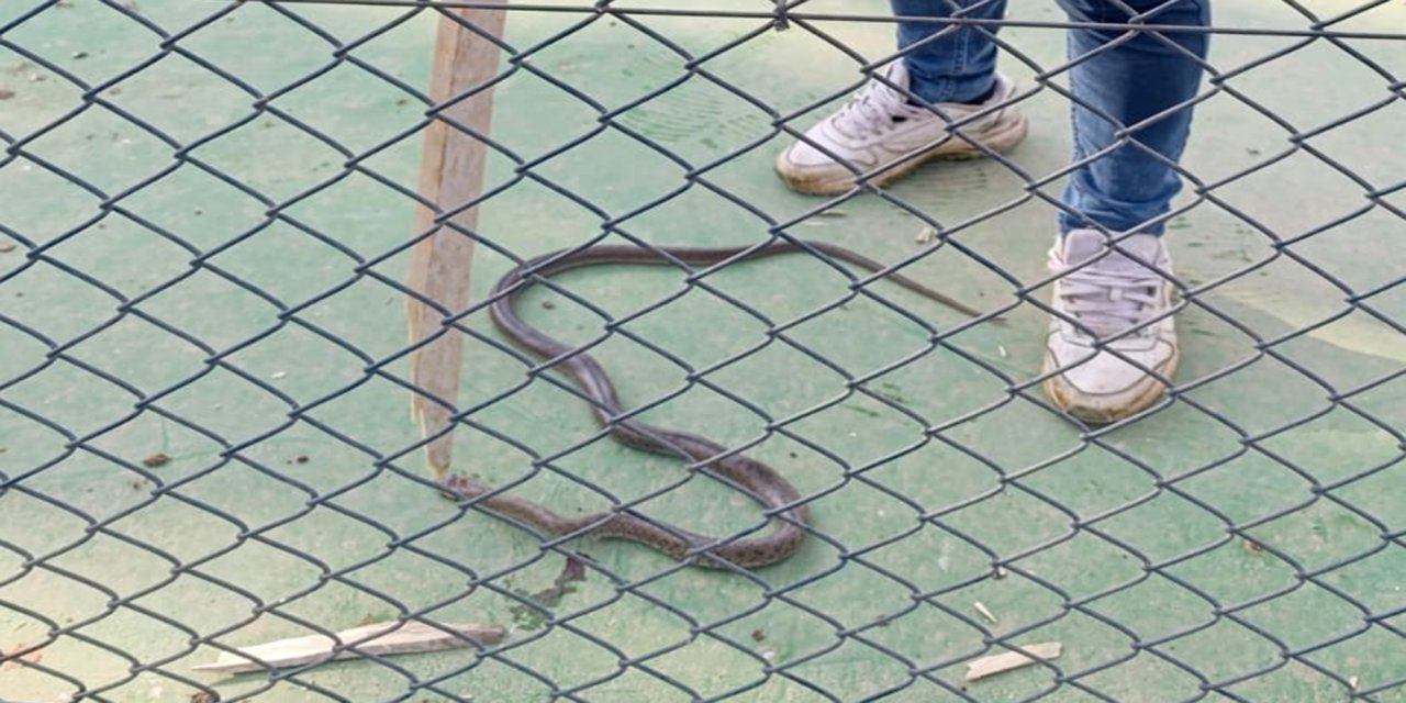 Li baxçeyê komplekseke luks a li Batmanê marê mezin hat dîtin