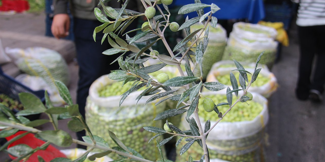 Diyarbakır'da kahvaltı sofralarının vazgeçilmezi yeşil zeytinde fiyatlar bir önceki günü aratıyor